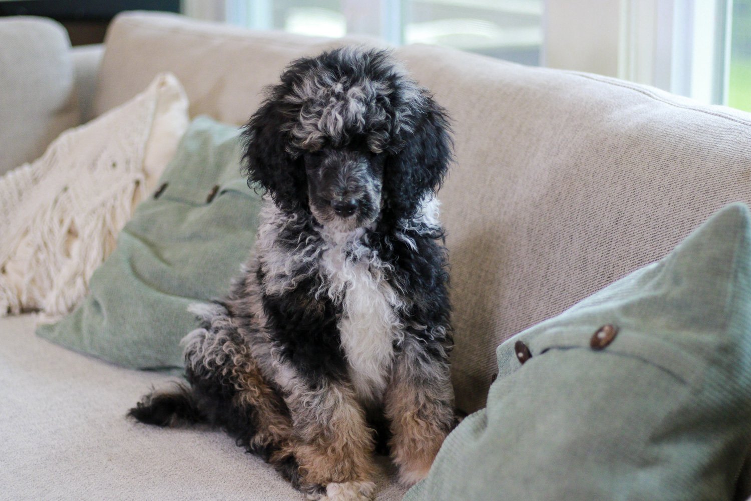Jasper | Phantom Abstract Merle Standard Poodle stud — Joley Aire